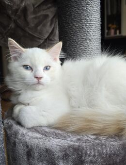Kleiner reinrassiger Ragdollkater - Werben