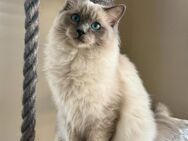 Ragdoll Blue Point reinrassig aus Zucht - Chemnitz