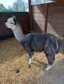 Alpakas- Stuten- Hengste - Absetzer (Zuchtaufgabe) in 18445