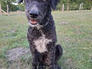 Freundlicher Momo sucht seine Familie - Mannheim