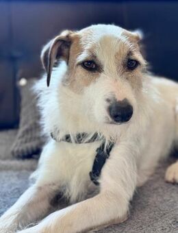 Marty wartet so lange auf eine Familie - Blankenheim (Nordrhein-Westfalen)