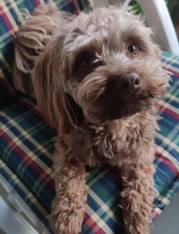 Bolonka Zwetna Deckrüde - Wachtendonk