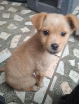 Welpen Dame Frieder sucht Gesellschaft - Rambin