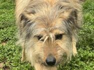 Wuschelprinzessin Fluffy sucht dich - Celle