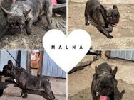 MALNA PP süsse Lady sucht ihr Glück - Neustadt (Rübenberge)
