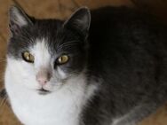 Kuschel-Kater Scrilly sucht Zuhause - Bergkirchen