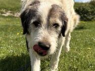 Rocki - Familienhund, Kinderlieb - Blankenheim (Nordrhein-Westfalen)