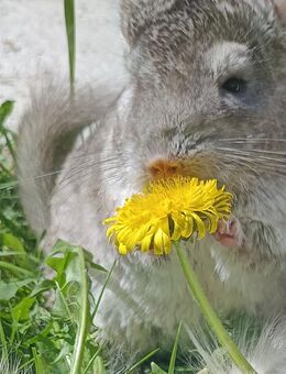 junge sehr hübsche Chinchilla in verschiedenen Farben - Neustadt (Sachsen) Hohwald