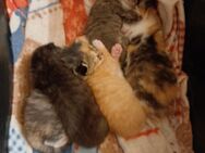Katzenbabys - Ostercappeln