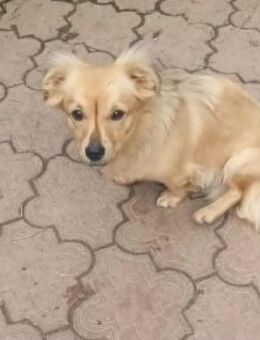 Charly der Lustige - Schwerte (Hansestadt an der Ruhr)