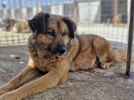 Eddi sucht Traumzuhause - Neuberg