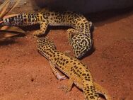 Leopardgecko Pärchen mit Terrarium zu verkaufen - Bochum Gerthe