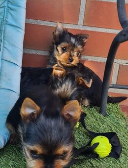 Reinrassige Yorkshire-Terrier mit Ahnentafel - Garrel