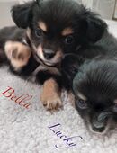 3 Welpen suchen ein ein neues Zuhause gern zusammen oder einzeln in 34474