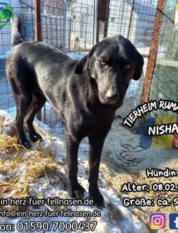 NISHA - eine seltene, schwarze Perle - Waakirchen