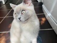 Britisch Kurzhaar Blue Point liebevolles Zuhause gesucht - Remscheid