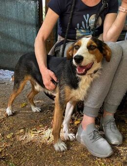Kinderlieber gelehriger MOMO sucht ♥️ - München