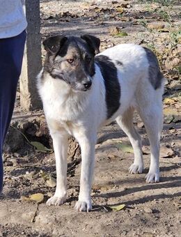 Hübsche Eliza sucht liebe Familie - Leonberg (Baden-Württemberg)