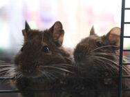 Zwei Degus Max & Moritz suchen ein neues Zuhause - Lichtenstein (Sachsen)