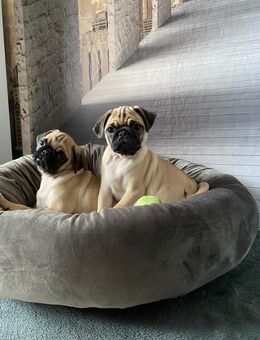 Mops Welpen Beige - Bremen