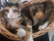 Super süsse Kätzchen, Kitten, Katzenkinder sehr lieb - Bernburg (Saale)