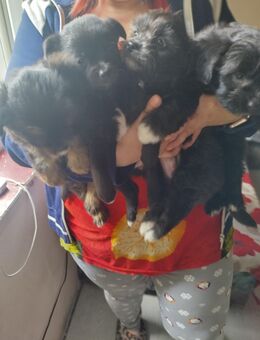 Chihuahua- Yorkshire Welpen - Berka (Werra) Zentrum