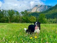 Wunderschöner und lieber Deckrüde (Border Collie / Labrador Mix) - Obersüßbach