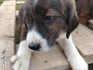 Reia sucht ihre Familie - Berlin
