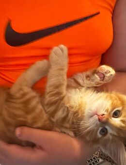 Maine Coon kitten Katzenbabys geimpft stubenrein entwurmt - Garbsen