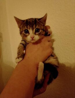 Süße kleine Katze - Berlin