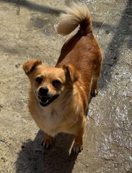 Luna - fröhlicher Schatz - Dreikirchen