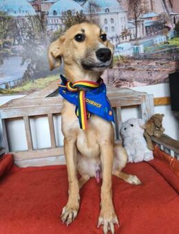 Pynk - Welpe sucht seine Familie - Hausen (Würzburg)