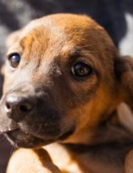 Tilly 💗 aufgeweckte, lebenslustige Maus - Hamburg