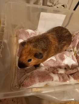 Zwei junge Meerschweinchenbrüder suchen Traumplatz! - Geretsried