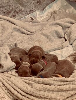 Labrador Welpen in Silbergrau - Schwarzenbek