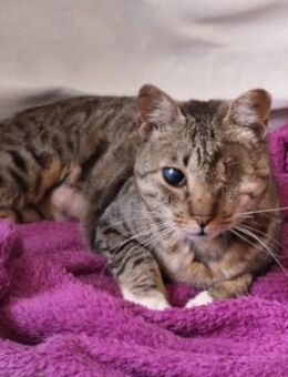Liebe, verschmuste Katze Lotta - Karlsruhe