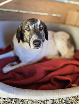 Kira - Lebensfreude auf vier Pfoten - Philippsburg