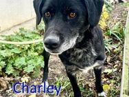 CHARLEY ❤ sucht Zuhause oder Pflegestell - Langenhagen