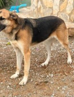 Nala ist ein wundervoller Hund - Berlin