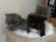 Blh-Kitten - Lichtenstein (Sachsen)