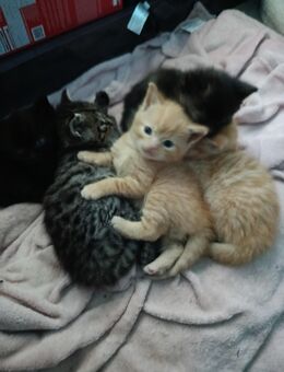 5 kleine Katzenbabys suchen ein Dosenöffner! - Lutter (Barenberge)