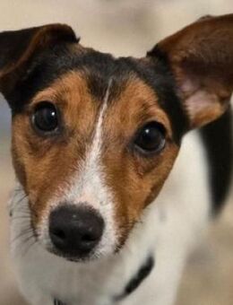 Kleiner CLIO sucht Zuhause - Gefrees