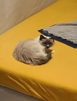 Heilige Birma "Blümchen" sucht neues Zuhause - Herne