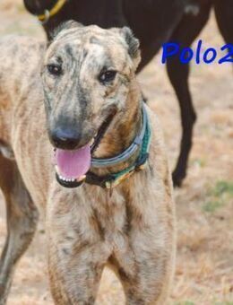 Polo2 liebevoller Galgobub 5/2021ESP - Ruppertsecken