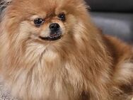 🩷Tiffy🩷 5-jährige Pomeranian - Kassel