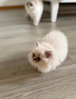 Britisch Langhaar Kitten - Lübeck