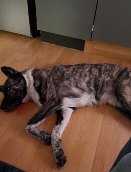 Großer Rüde Hades in gute Hände abzugeben - Klein Rönnau