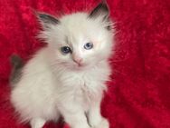 Heilige Birma Ragdoll kitten - Iserlohn