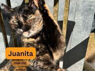 JUANITA, w., kastr., EHK, schildpatt - Sipplingen