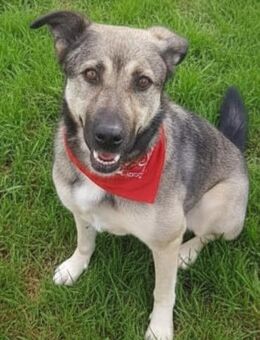 THALIA, freundlich, lieb, ruhig - Alfeld